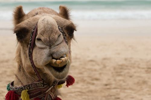 Camel-selfie