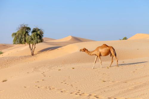 Middle eastern camel walking in a desert in United Arab Emirates